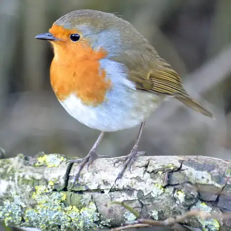 Fall is near, Happy Birds Are Queer…